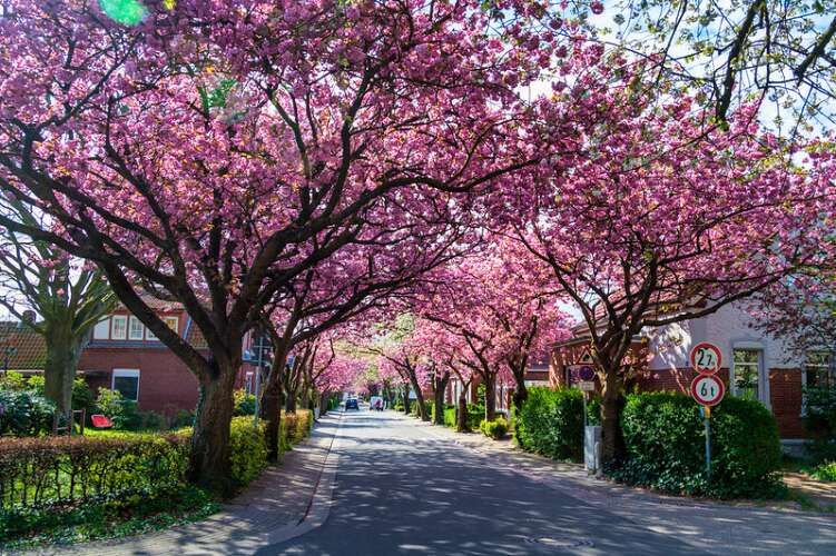 Kirschblüte